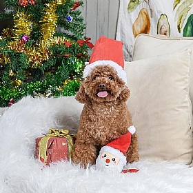 Happy Woofmas Santa Squeaky Ball Dog Toy