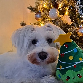Happy Woofmas Christmas Tree Plush Dog Toy