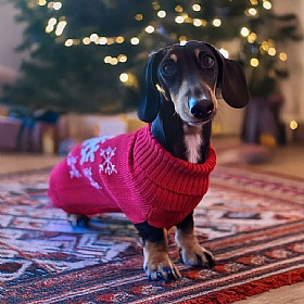 Snowflake Christmas Dog Jumper