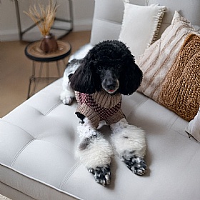 Wag & Wool Burgundy Lambswool Dog Jumper