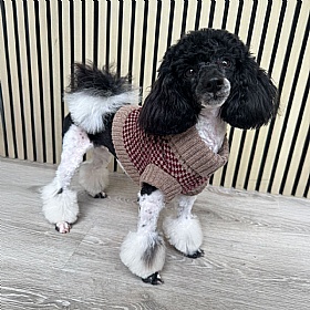 Wag & Wool Burgundy Lambswool Dog Jumper