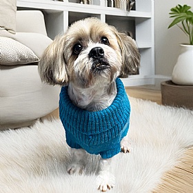 Wag & Wool Cerulean Blue British Wool Dog Jumper