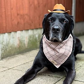Rodeo Pup Dog Cowboy Hat