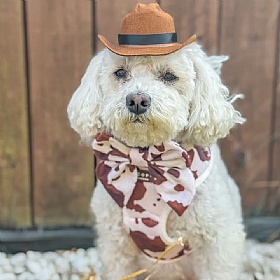 Rodeo Pup Dog Cowboy Hat
