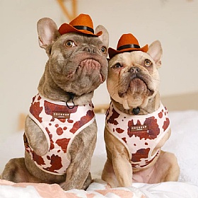 Rodeo Pup Dog Cowboy Hat