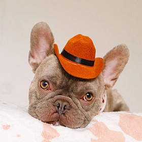 Rodeo Pup Dog Cowboy Hat