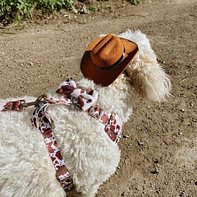 Rodeo Pup Dog Cowboy Hat
