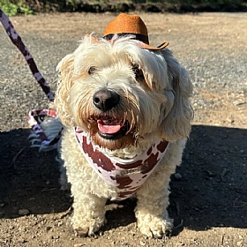 Rodeo Pup Dog Cowboy Hat