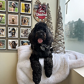 Chalet Pup Sailor Bow Tie