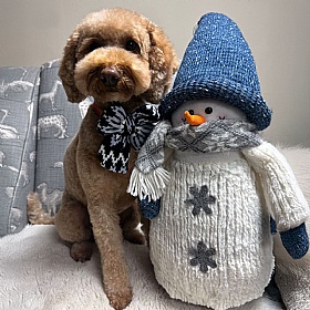 Chalet Pup Sailor Bow Tie