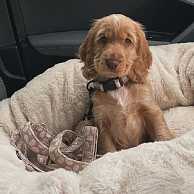 Cocopup London Luxe Mocha Flower Dog Lead