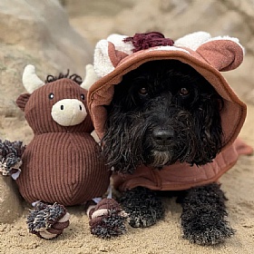 Harold the Highland Cow Squeaky Dog Toy