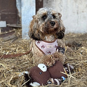 Harold the Highland Cow Squeaky Dog Toy