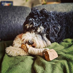 Quapas Coffee Wood Twist Tug Rope and Chew Dog Toy