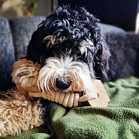 Quapas Coffee Wood Twist Tug Rope and Chew Dog Toy