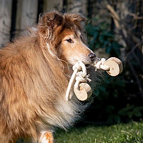 Quapas Coffee Wood Discs Tug Rope and Chew Dog Toy