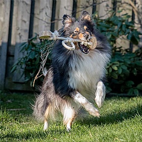 Quapas Coffee Wood Discs Tug Rope and Chew Dog Toy
