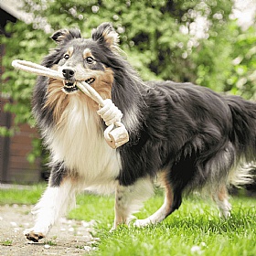 Quapas Coffee Wood Lasso Tug Rope and Chew Dog Toy