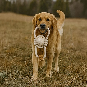 Quapas Coffee Wood Pullbear Tug Rope and Chew Dog Toy