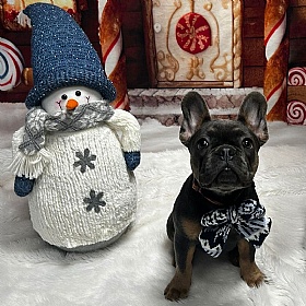 Chalet Pup Sailor Bow Tie