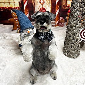 Chalet Pup Sailor Bow Tie