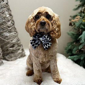 Chalet Pup Sailor Bow Tie