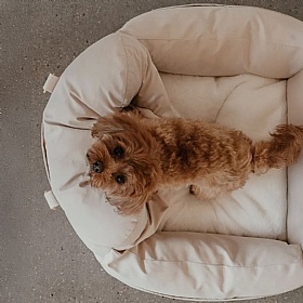 The Puffer Dog Car Seat and Carrier