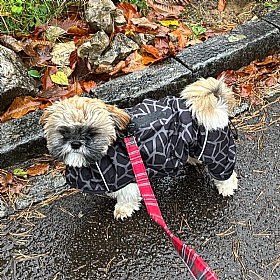 Rukka Hayton Warm Waterproof Dog Coat