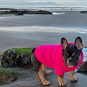 Wag & Wool Fandango Pink British Wool Dog Jumper