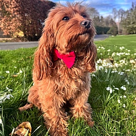 Hot Pink Velvet Bow Tie Dog Collar