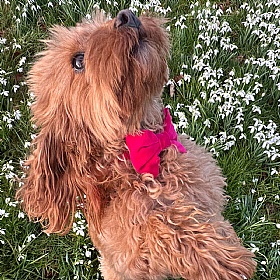 Hot Pink Velvet Bow Tie Dog Collar