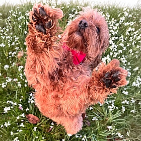 Hot Pink Velvet Bow Tie Dog Collar