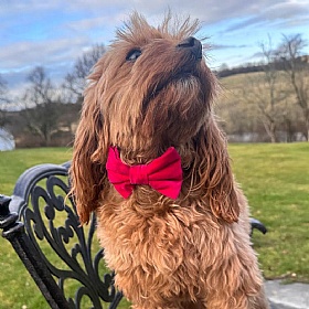 Hot Pink Velvet Bow Tie Dog Collar