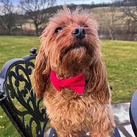 Hot Pink Velvet Bow Tie Dog Collar
