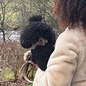 MacLeod Tartan Harris Tweed Bow Tie Dog Collar