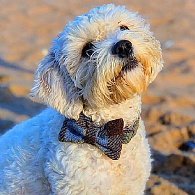 MacLeod Tartan Harris Tweed Bow Tie Dog Collar