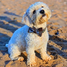 MacLeod Tartan Harris Tweed Bow Tie Dog Collar