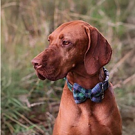 Grass Green Check Harris Tweed Bow Tie Dog Collar