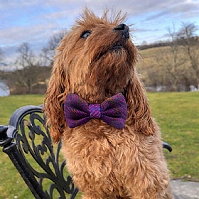 Purple Check Jura Harris Tweed Bow Tie Dog Collar