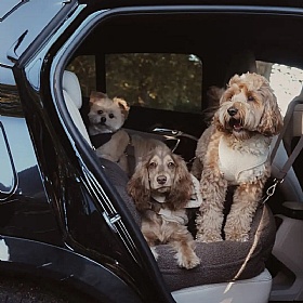 The XL Cosy Dog Car Seat