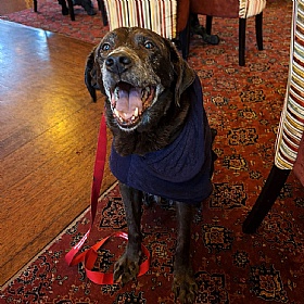 Ruff and Tumble Classic Dog Drying Coats