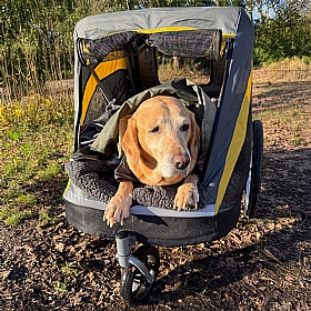 Hercules 2.0 XL Dog Pram with Free Raincover