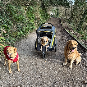 Hercules 2.0 XL Dog Pram with Free Raincover