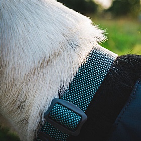 Ruffwear Hi & Light Dog Collar