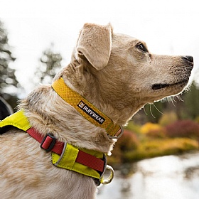 Ruffwear Hi & Light Dog Collar