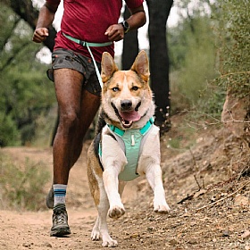 Ruffwear Hi & Light Dog Harness