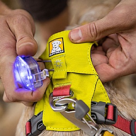 Ruffwear Hi & Light Dog Harness