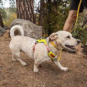 Ruffwear Hi & Light Dog Harness