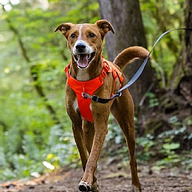 Ruffwear Web Master Dog Harness with Handle