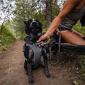 Ruffwear Roamer Bungee Dog Running Lead